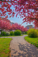 Japanische Kirschbl&uuml;te Kirschbl&uuml;te