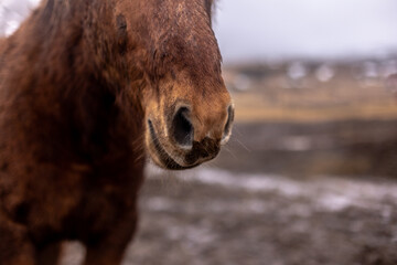 Fototapeta premium Caballo marrón, morro en primer plano.