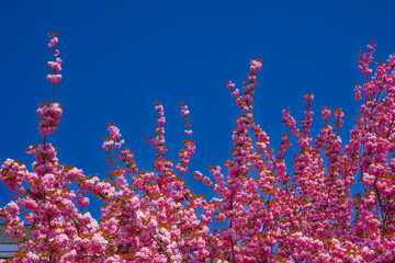 Fototapeta na wymiar Japanische Kirschblüte Kirschblüte