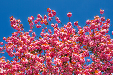 Fototapeta na wymiar Japanische Kirschblüte Kirschblüte
