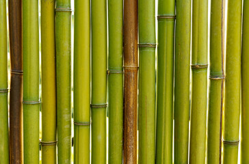 Green bamboo wall texture background. Backgrounds and textures.