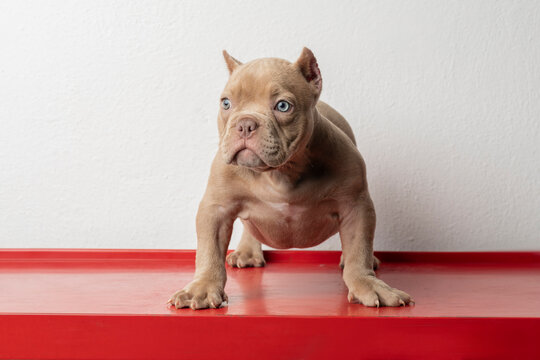 An american bully puppy, standing on a red base and white background with copy space