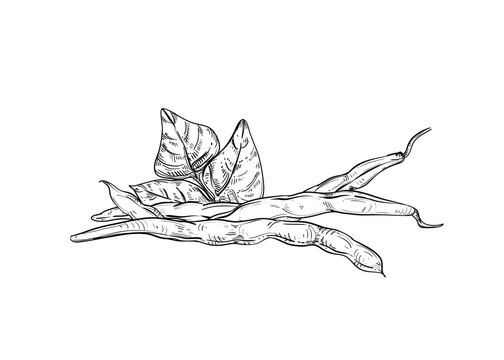 Hand drawn sketch black and white illustration set of string bean, leaf. Vector illustration. Elements in graphic style label, sticker, menu, package. Engraved style illustration.