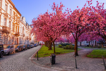 Japanische Kirschblüte Krefeld