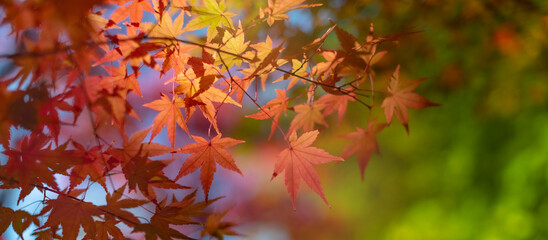 Autumn foliage panoramic banner