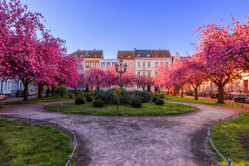 Japanische Kirschbl&uuml;te Krefeld