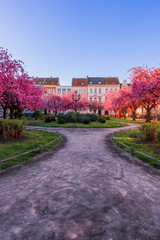 Japanische Kirschblüte Krefeld
