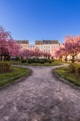 Alexanderplatz, Krefeld, Kirschblüte