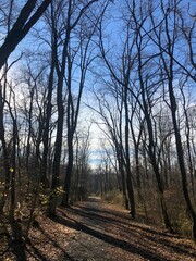 trees in the forest