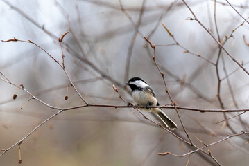 A Black-capped Chickadee Perches In A Tree In Spring