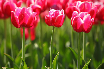 beautiful tulips in the garden