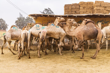 Camels for sale at the Birqash Camel Market outside Cairo.