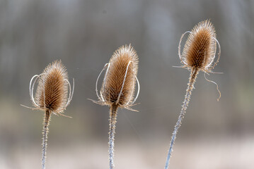 Obraz premium Wild Teasel Growing Near The Pond In Spring