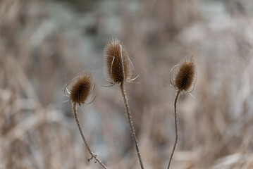 Wild Teasel Growing Near The Pond In Spring