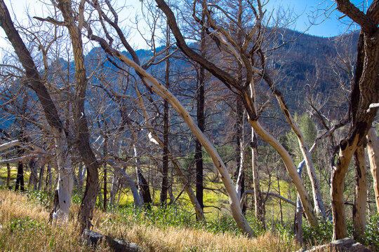 Burned trees and recovering understory at Cache La Poudre Wild and Scenic River Valley in Colorado