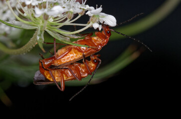Couple de téléphores fauves dans une inflorescence de carotte sauvage (Rhagonycha fulva) 