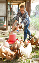 Smiling girl farmer feeding chicken from bucket with seed at farm
