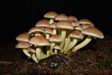 Mushroom cluster close up 