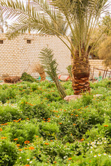 Egyptian garden growing for marigolds and chamomille for harvest.