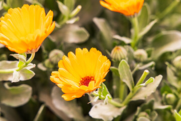 Egyptian garden growing for marigolds for harvest.