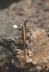 brown anole