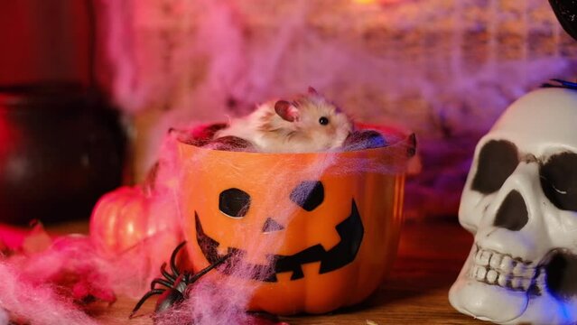 Bucket pumpkin for Halloween with a hamster.