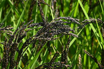 Acient rice varieties cultivation. (called Kodaimai in Japan). Cultivated since ancient times, rice is highly nutritious and attracts attention as a health food.