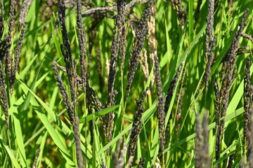 Acient rice varieties cultivation. (called Kodaimai in Japan). Cultivated since ancient times, rice is highly nutritious and attracts attention as a health food.