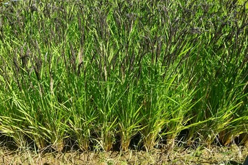 Acient rice varieties cultivation. (called Kodaimai in Japan). Cultivated since ancient times, rice is highly nutritious and attracts attention as a health food.