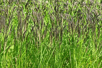 Acient rice varieties cultivation. (called Kodaimai in Japan). Cultivated since ancient times, rice is highly nutritious and attracts attention as a health food.