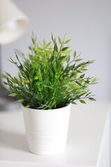 a beautiful green flower in a white pot stands on a white table in a room on a light gray background