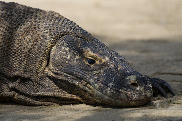 Komodo dragon (Varanus komodoensis) on Komodo Island of Indonesian archipelago, a world heritage site.
