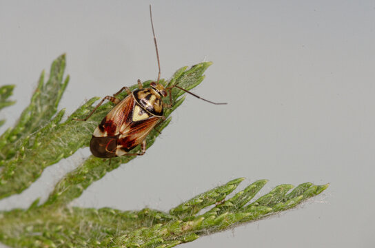 Une petite punaise phytophage, Lygus pratensis
