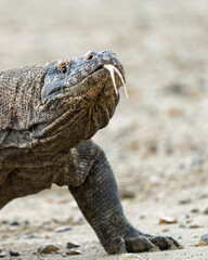 Komodo dragon (Varanus komodoensis) on Komodo Island of Indonesian archipelago, a world heritage site. Dragon uses its tongue to smell and taste.