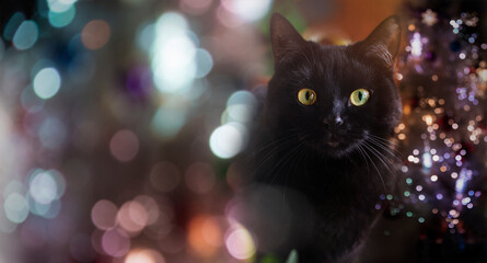 black cat with Christmas tree lights
