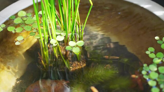 「睡蓮鉢」の画像 2,574 件の Stock 写真、ベクターおよびビデオ Adobe Stock