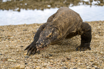 Komodo dragon (Varanus komodoensis) on Komodo Island of Indonesian archipelago, a world heritage site.