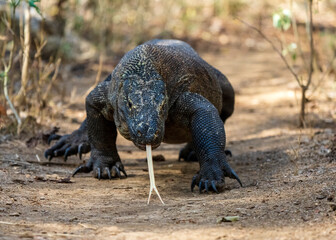 Obraz premium Komodo dragon (Varanus komodoensis) on Komodo Island of Indonesian archipelago, a world heritage site. Dragon uses its tongue to taste and smell prey.