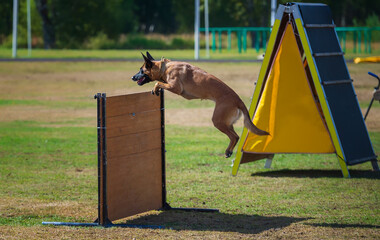 Jumping Belgian shepherd malinois performing the exercise "Retrieve over the 1m hurdle"