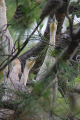 Whistling  Heron ,Syrigma sibilatrix , .Iberà Marshes, Corrientes Province, Argentina