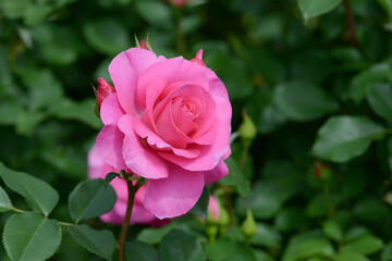 うらら　バラの花