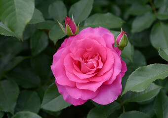 うらら　バラの花