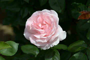 クイーンエリザベス　バラの花