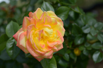 スペクトラ　バラの花