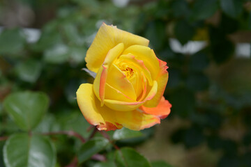 スペクトラ　バラの花