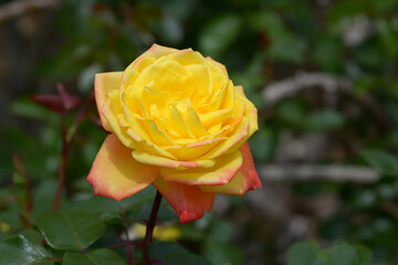 スペクトラ　バラの花