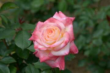 ダイアナプリンセス　バラの花