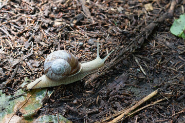 a snail crawls on the ground in autumn among fallen yellow leaves in the park