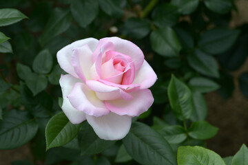 加茂　バラの花