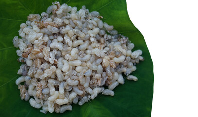 Ant eggs for cooking on green leaf. Seasonal local Thai food concept. Weird food. Thai northern...